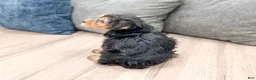 Yorkshire Terrier dogs for sale: Elvis - Ad 5