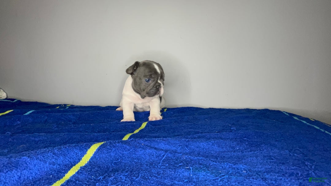 French Bulldog dogs for sale: French Bulldog Puppy 3 - Ad 1
