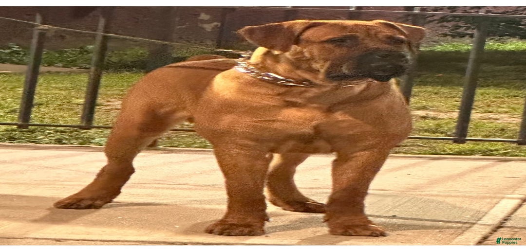 Gallery Image {{count}}