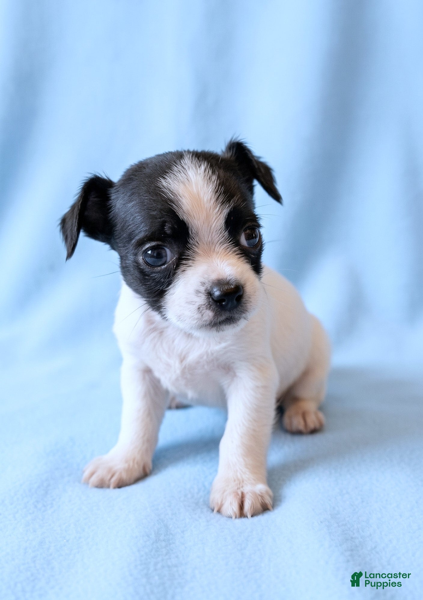 Mixed Breed dogs for sale: Kirby - Ad 1