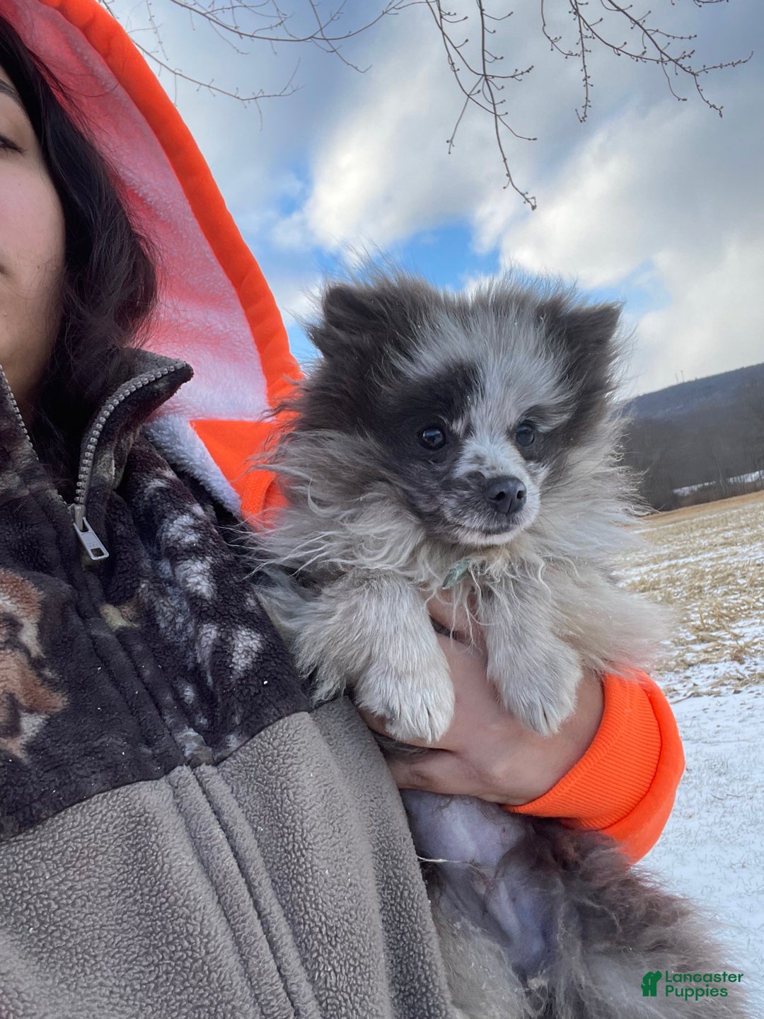 Pomeranian dogs for sale: Pomeranian Puppy 1 - Ad 5