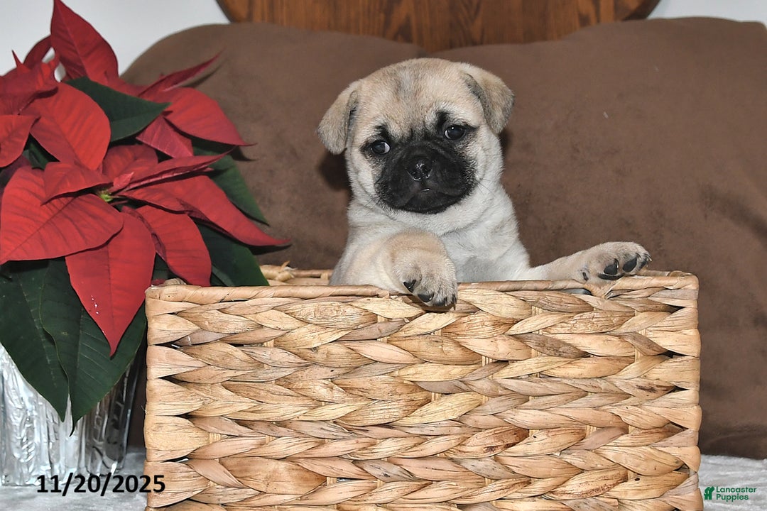 Mixed Breed dogs for sale: Beauty - Ad 6