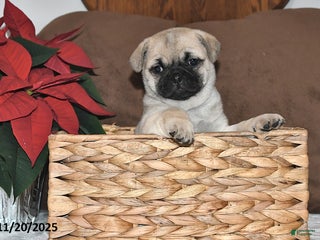 Mixed Breed dogs Beauty - Ad 23