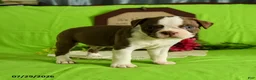 Boston Terrier dogs for sale: Zeke - Ad 5