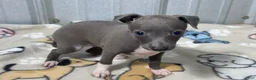 Italian Greyhound dogs for sale: Brandy - Ad 4