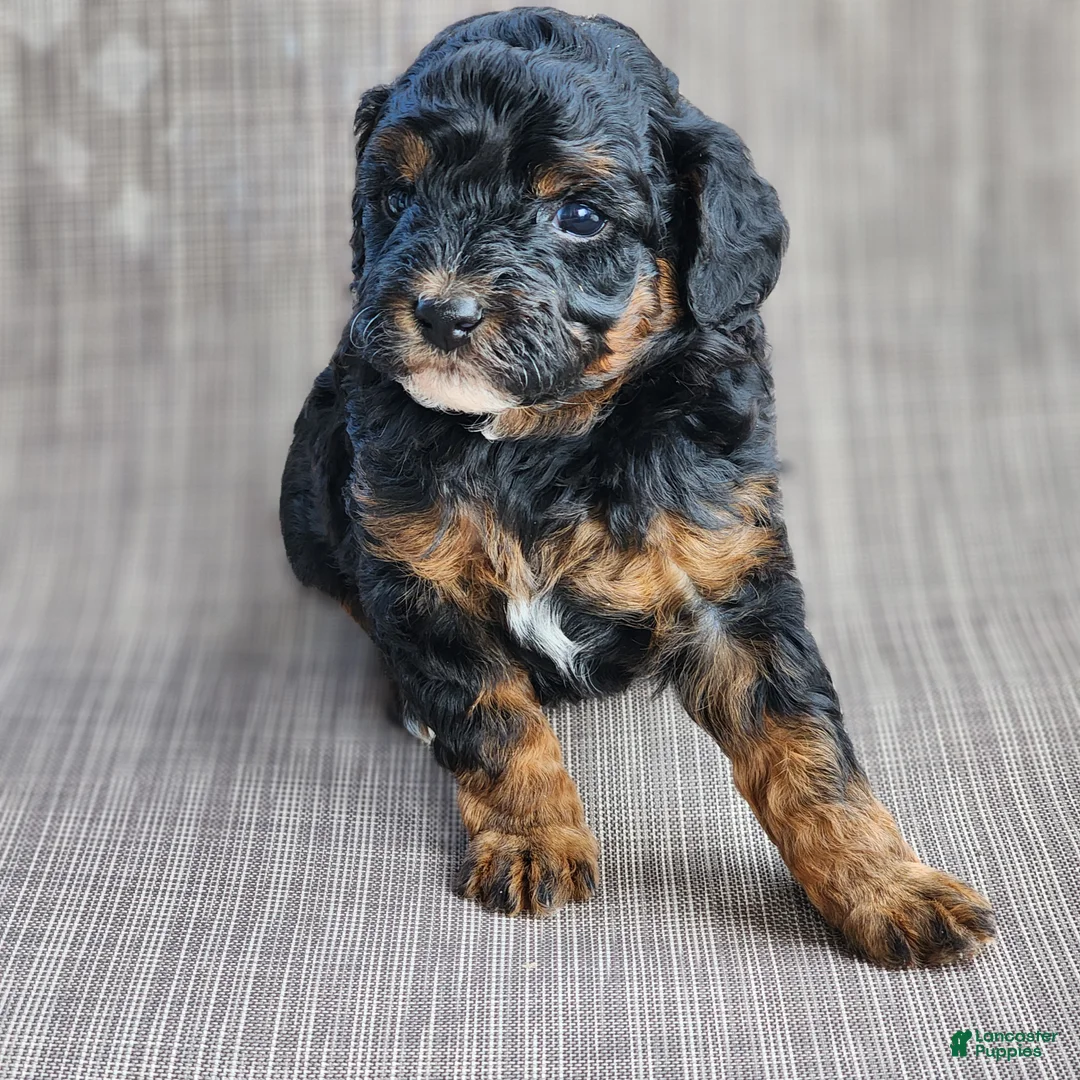 Miniature Poodle dogs for sale: Sixlet - Ad 2
