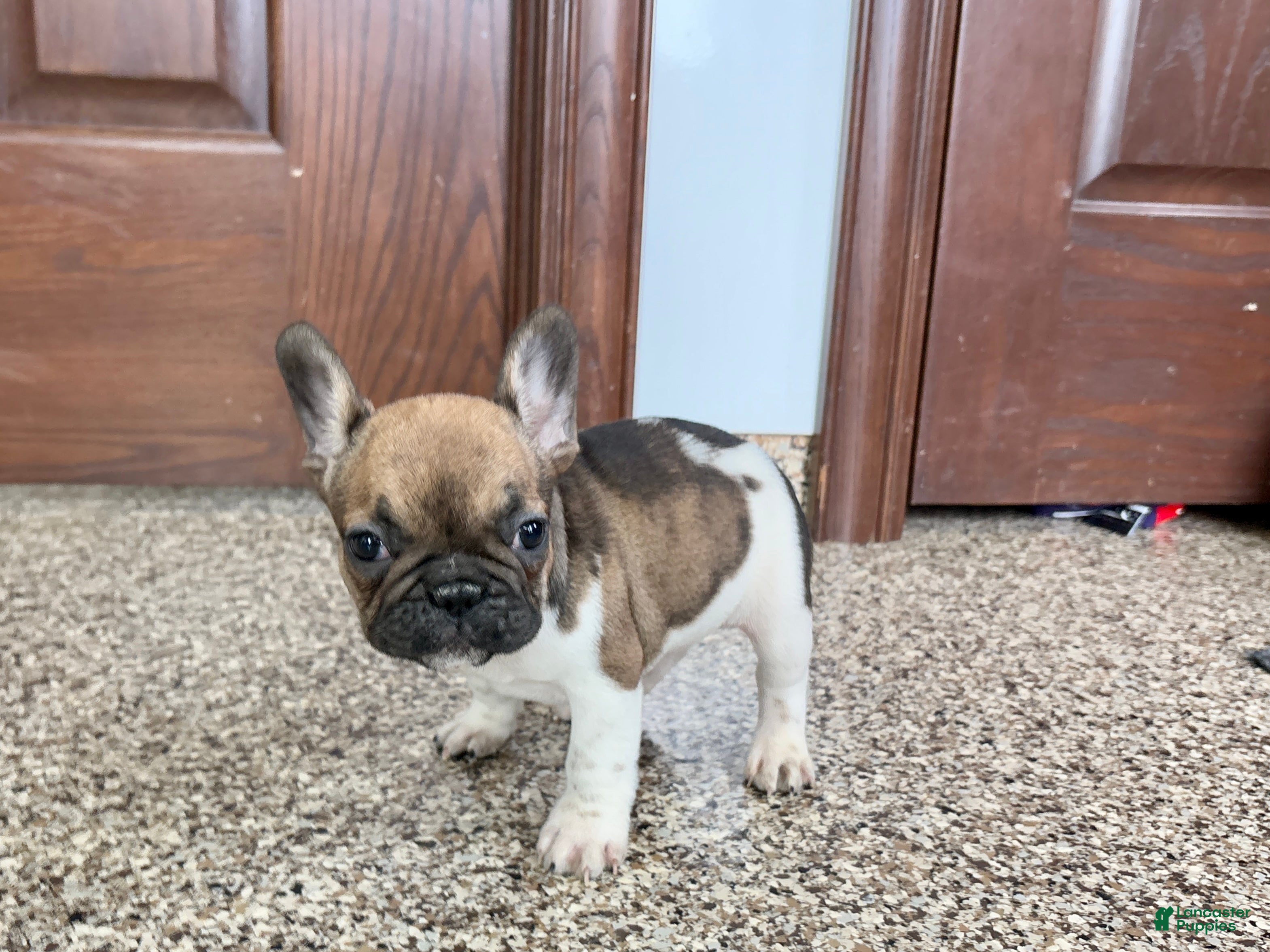 French Bulldog dogs French Bulldog Puppy 2 - Ad 8
