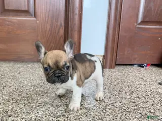 French Bulldog dogs French Bulldog Puppy 2 - Ad 32