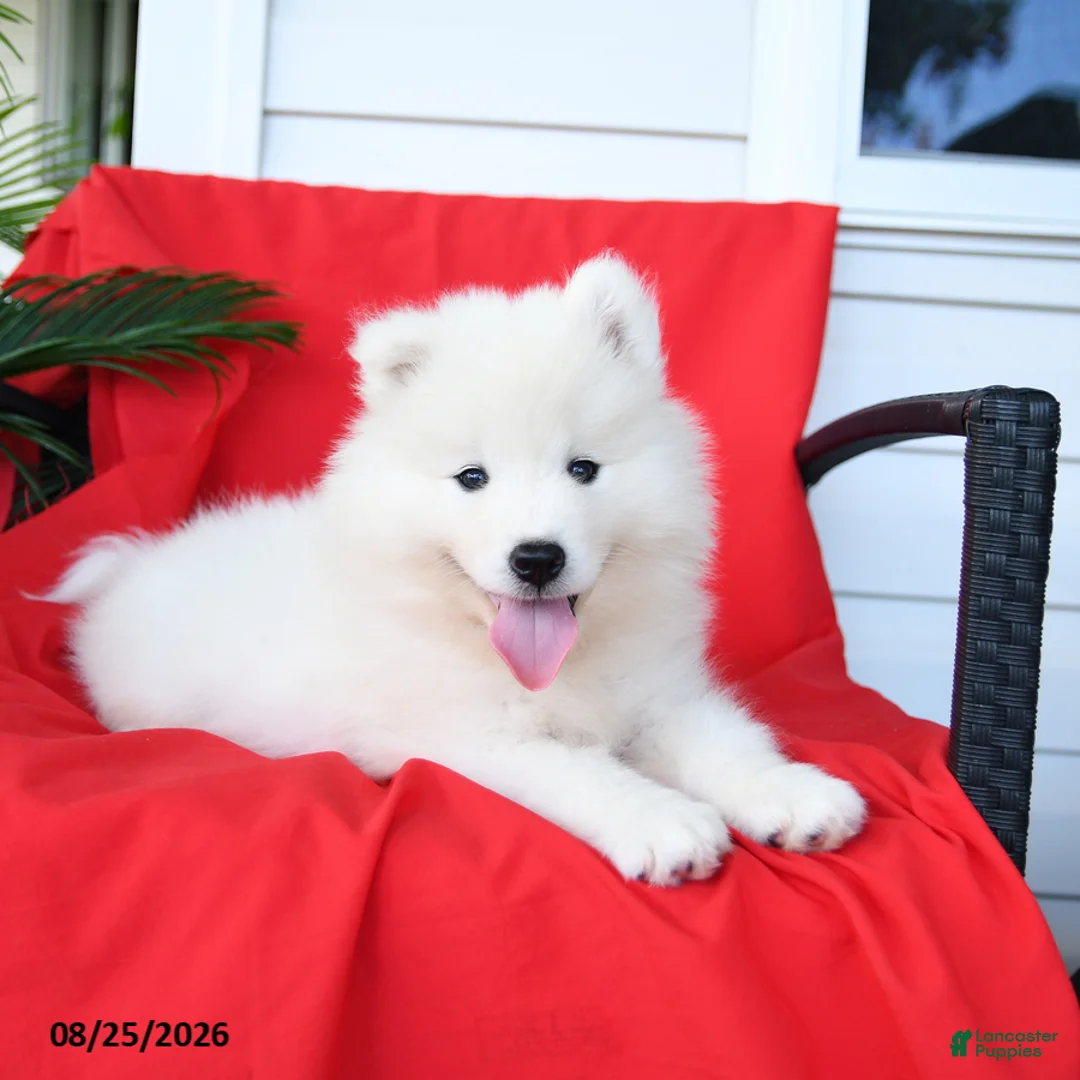 Samoyed dogs for sale: Luigi - Ad 2
