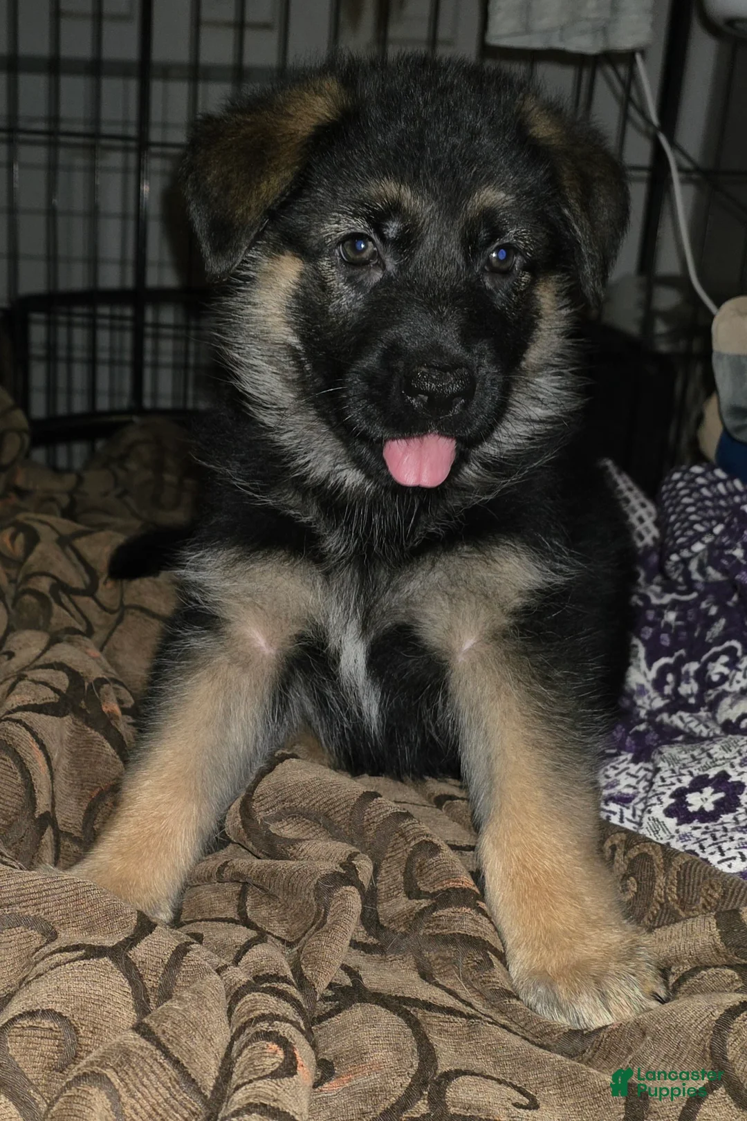 German Shepherd dogs for sale: Xena 🐾 - Ad 1