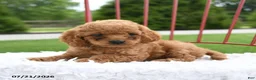 Cockapoo dogs for sale: Zara - Ad 5