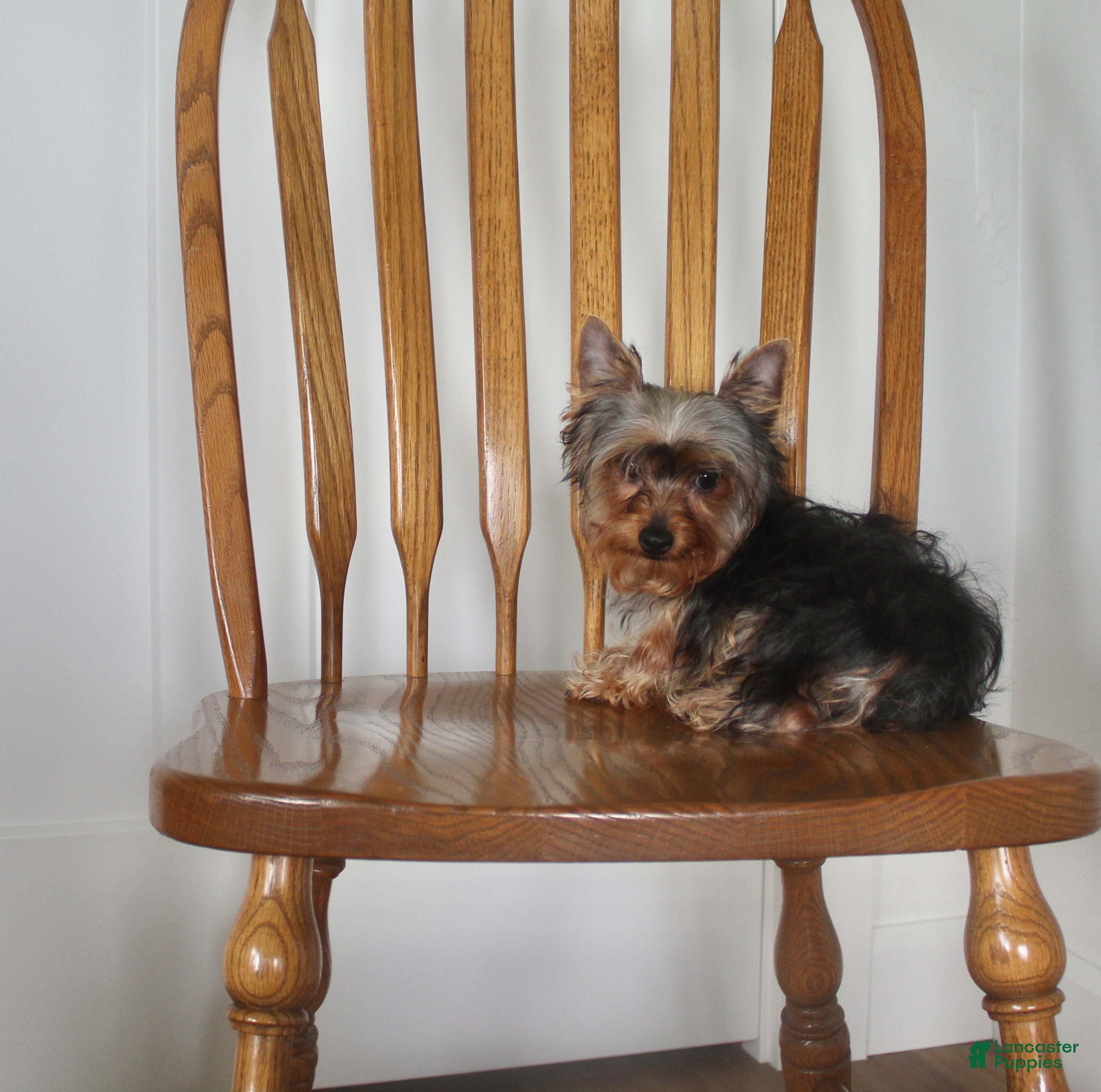 Yorkshire Terrier dogs Radar - Ad 2