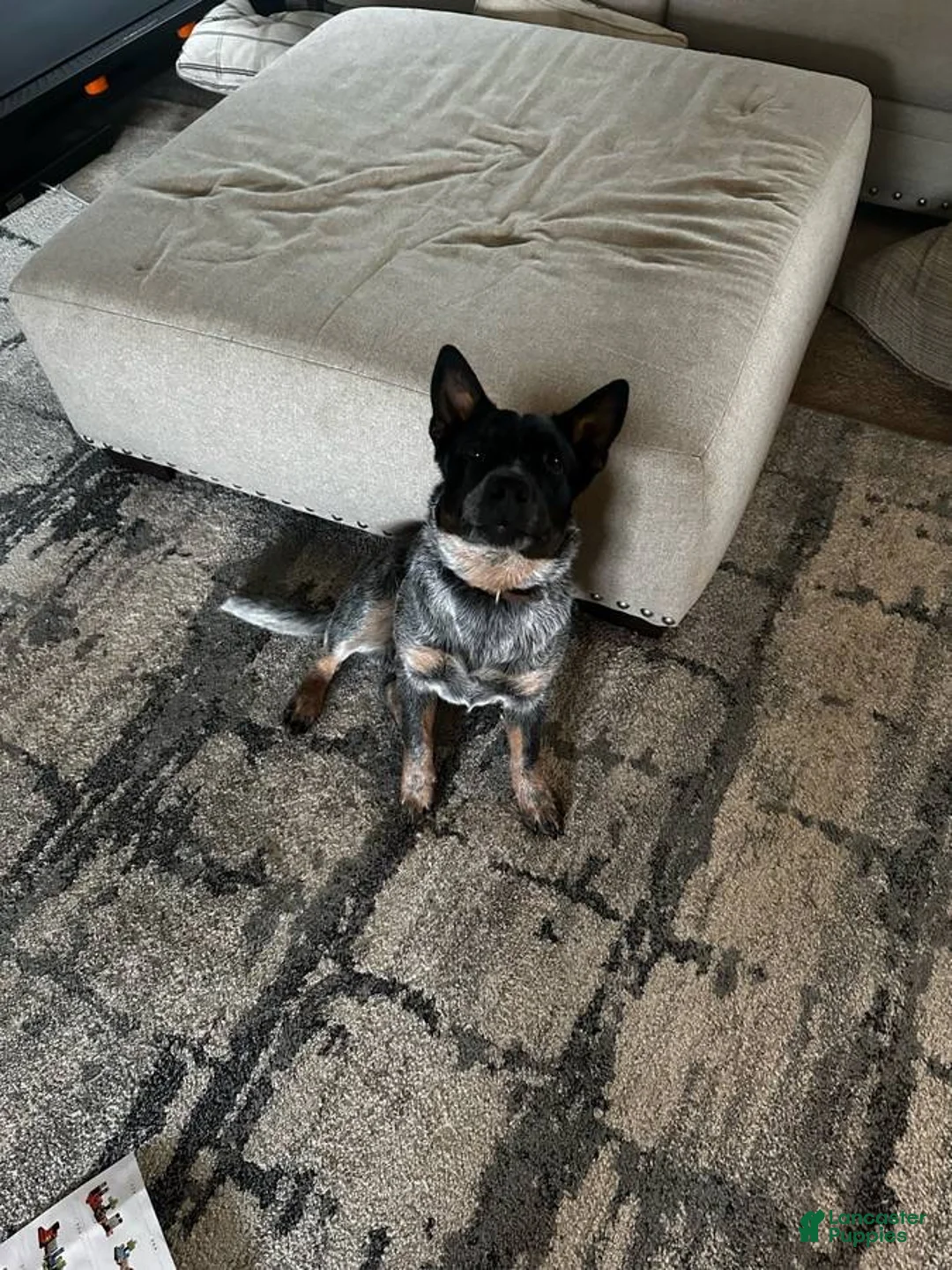 Australian Cattle Dog dogs for sale: Charlie  - Ad 2