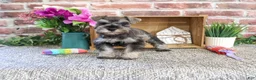 Miniature Schnauzer dogs for sale: Winter - Ad 2