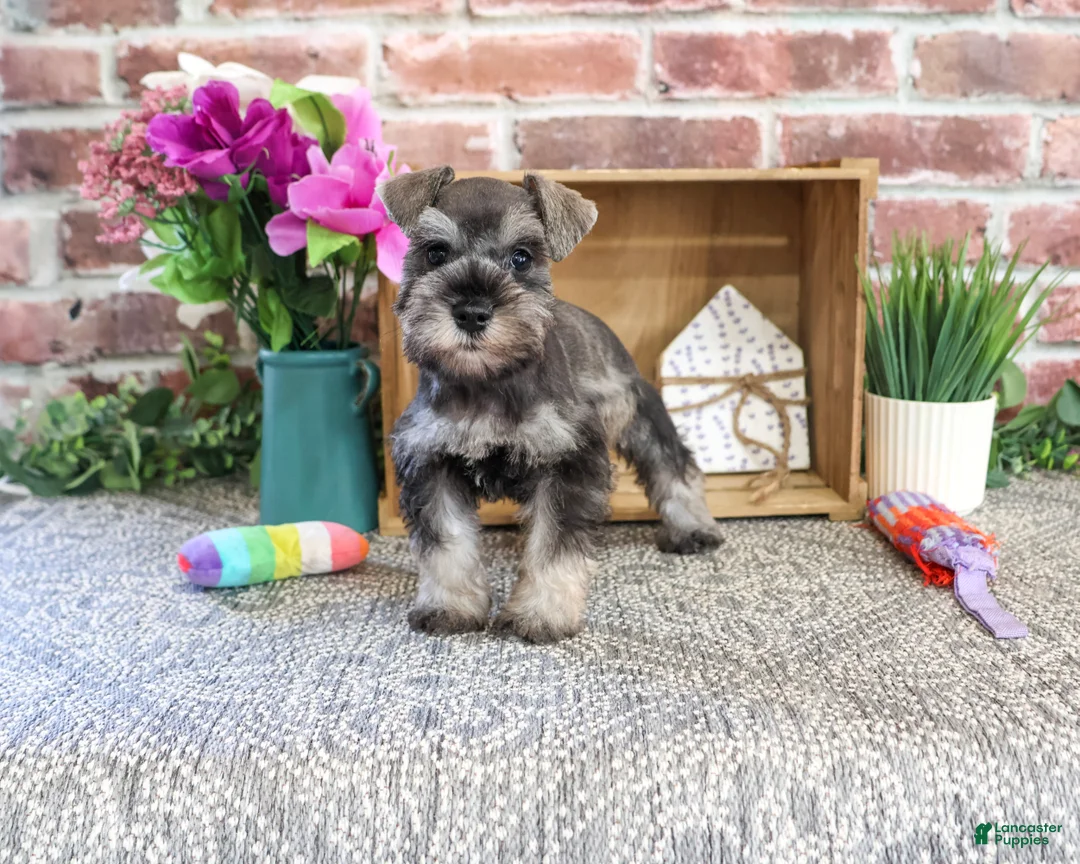 Miniature Schnauzer dogs for sale: Winter - Ad 2