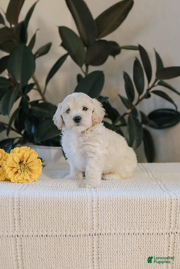 Maltipoo dogs for sale: Fletcher - Ad 4