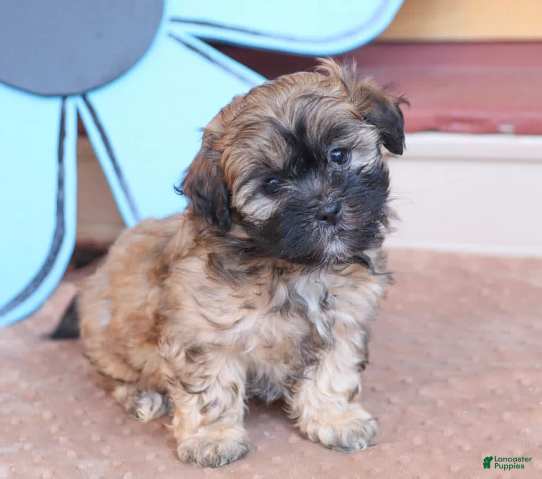 Gallery Image {{count}}