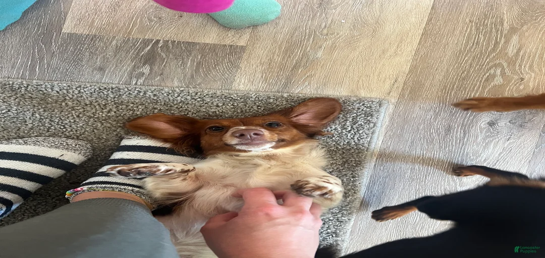 Gallery Image {{count}}