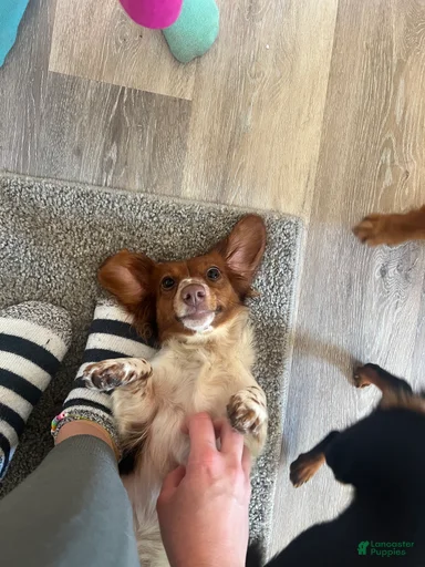 Gallery Image {{count}}