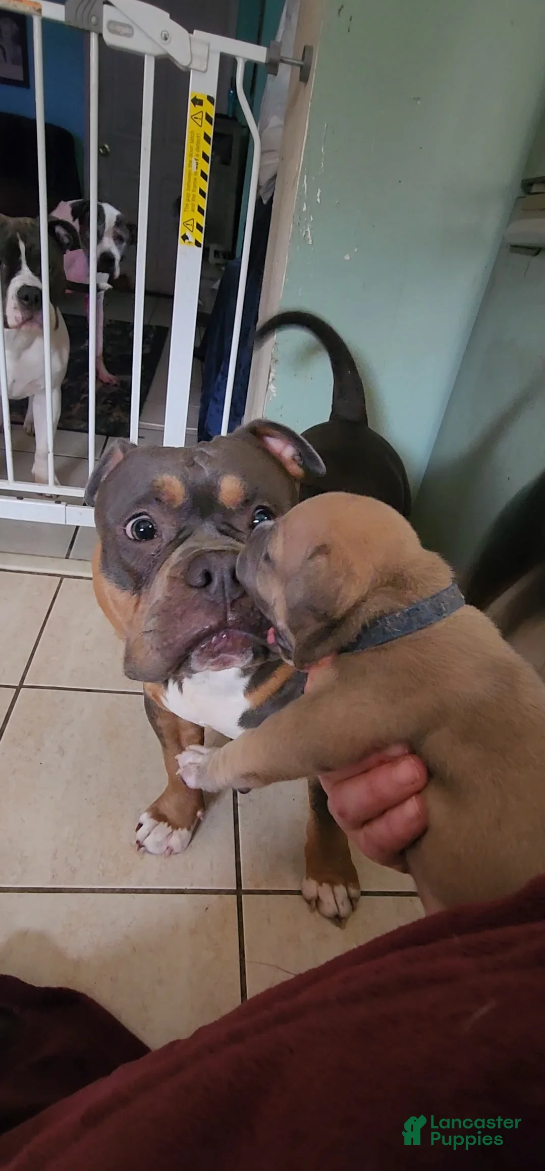 American Bully dogs for sale: Montana - Ad 13