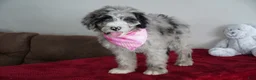 Sheepadoodle dogs for sale: Nova - Ad 6