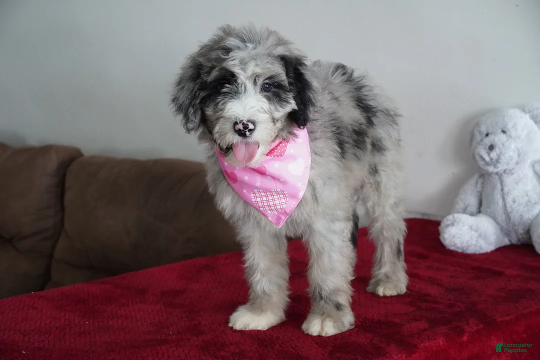 Sheepadoodle dogs for sale: Nova - Ad 6