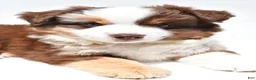 Miniature Australian Shepherd dogs for sale: Monica - Ad 13