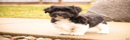 Havanese dogs for sale: Oreo - Ad 11