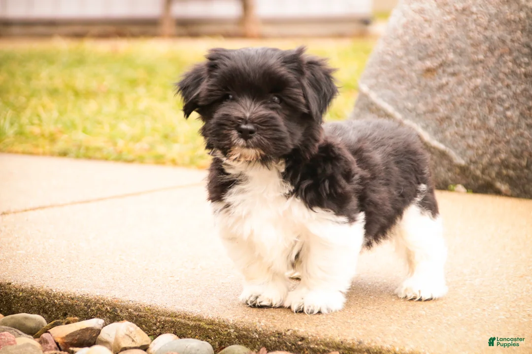 Havanese dogs for sale: Oreo - Ad 11