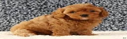 Cavapoo dogs for sale: Callie - Ad 6