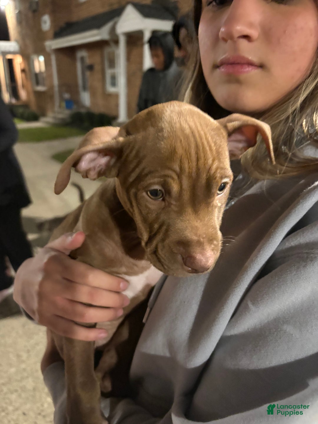 American Pit Bull Terrier dogs for sale: American Pit Bull Terrier Puppy 6 - Ad 1