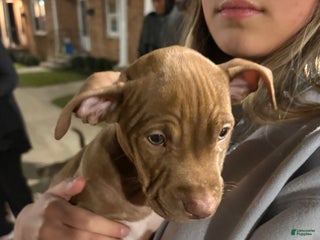 American Pit Bull Terrier dogs American Pit Bull Terrier Puppy 6 - Ad 8