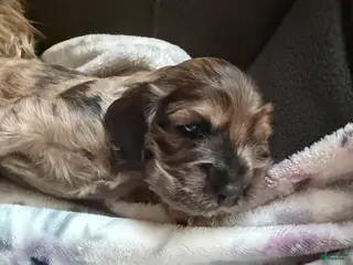 Cocker Spaniel dogs for sale: Cocker Spaniel Puppy 1 - Ad 1