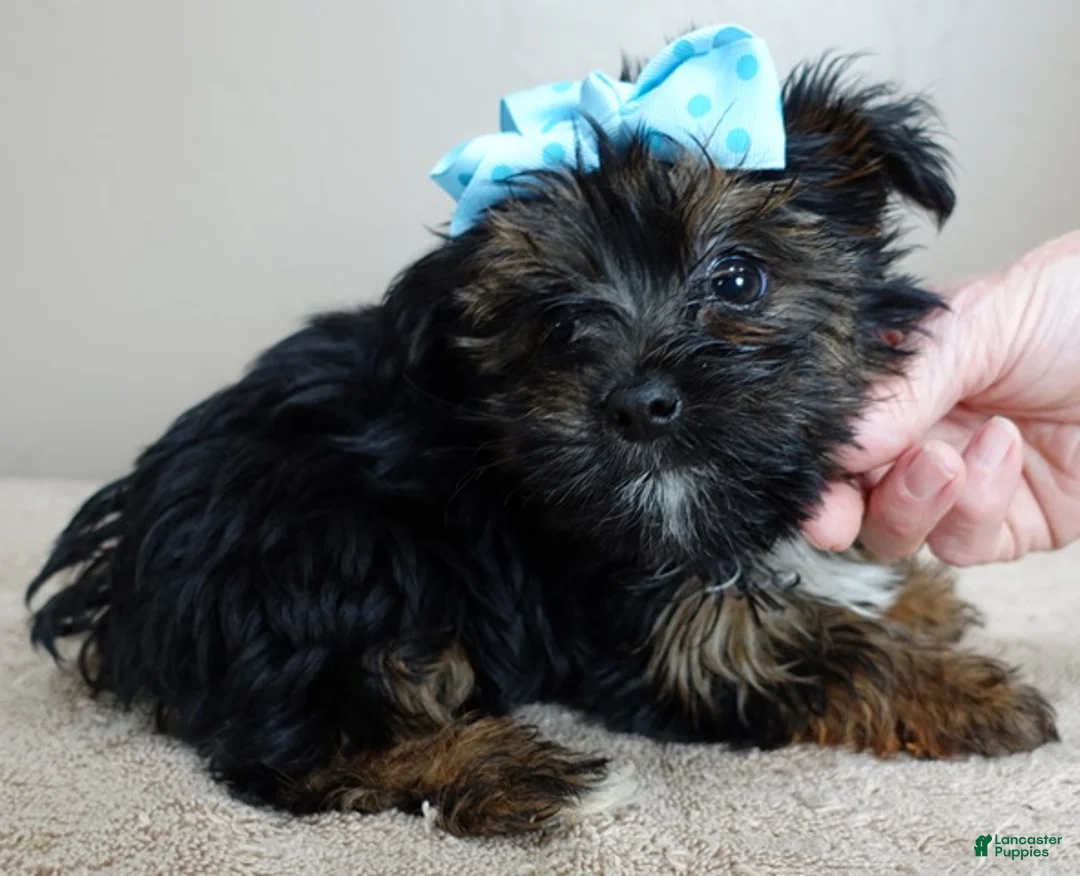 Yorkshire Terrier dogs for sale: Bali 2 pounds - Ad 9