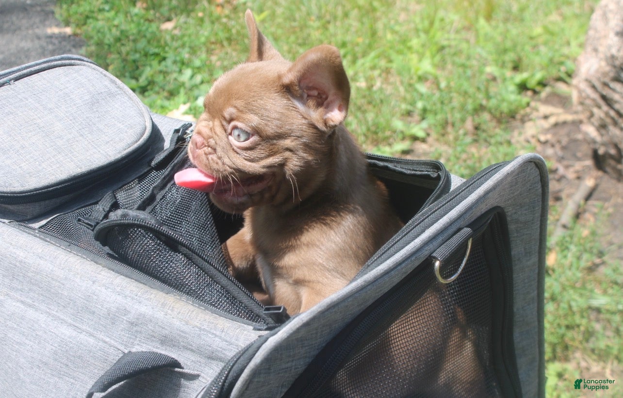 French Bulldog dogs Rojo Bros 2  - Ad 9