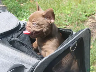 French Bulldog dogs Rojo Bros 2 - Ad 9