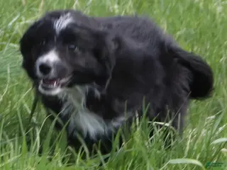 Goldendoodle dogs Goldendoodle Puppy 3 - Ad 6