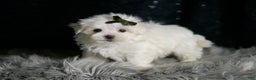 Maltese dogs for sale: Cotton - Ad 7