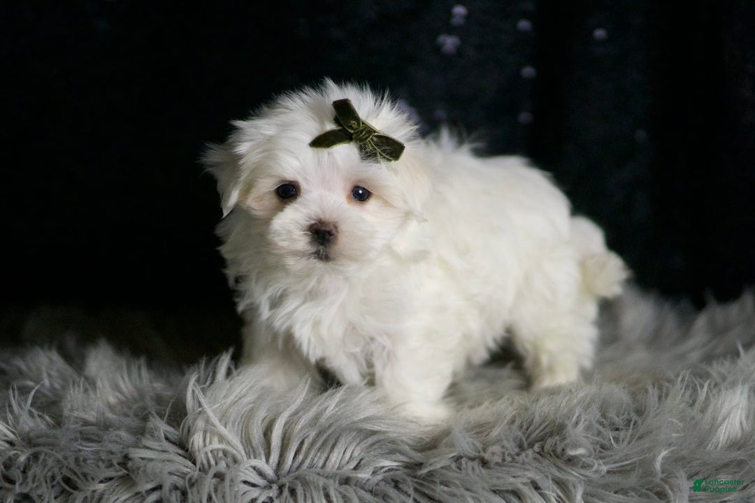 Maltese dogs for sale: Cotton - Ad 7