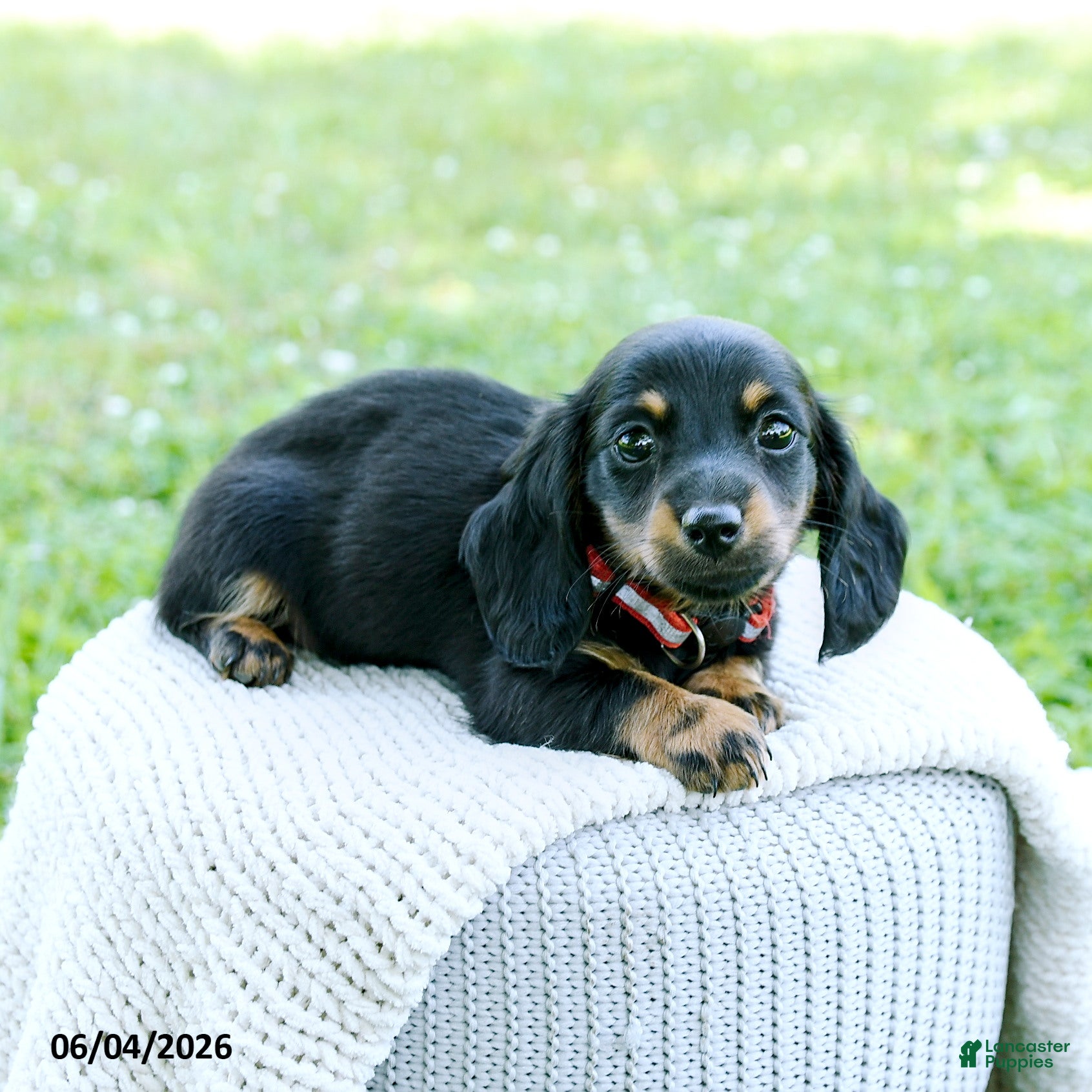 Miniature Dachshund dogs for sale: Dahlia - Ad 3
