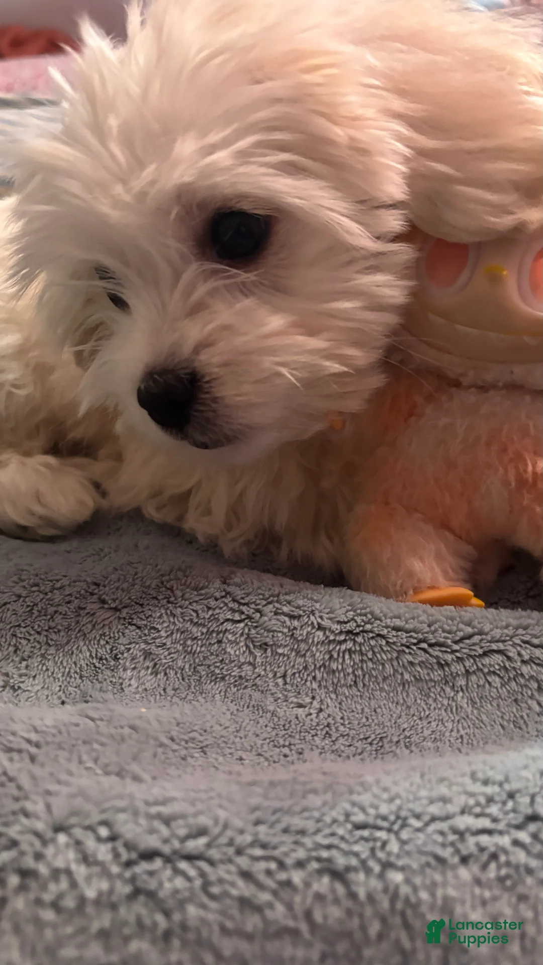 Maltese dogs for sale: Maltese Puppy 1 - Ad 1