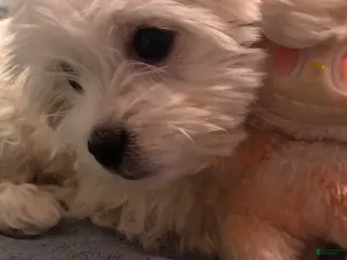 Maltese dogs Maltese Puppy 1 - Ad 39