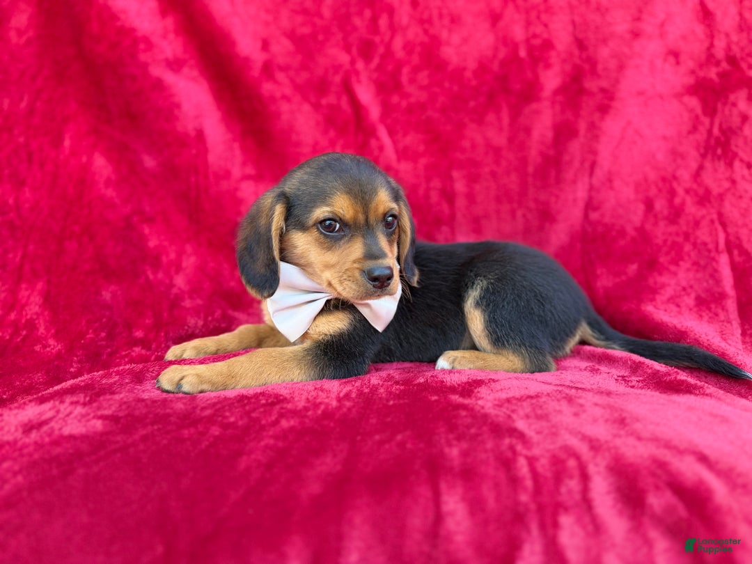 Beagle dogs for sale: Goose - Ad 2