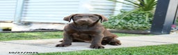 Labrador Retriever dogs for sale: Layla - Ad 3