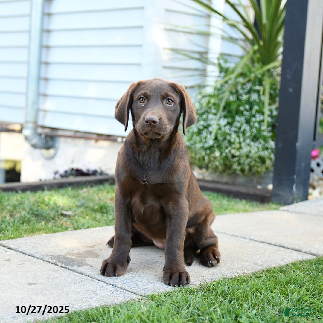 Labrador Retriever dogs for sale: Layla - Ad 3