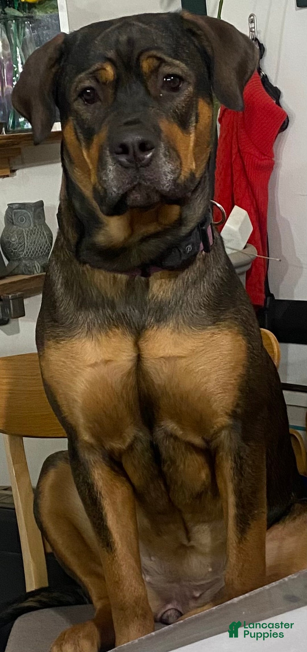 Mixed Breed dogs for sale: Cane Corso-Rottweiler - Ad 12