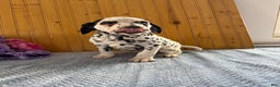 Dalmatian dogs for sale: Talia - Ad 19