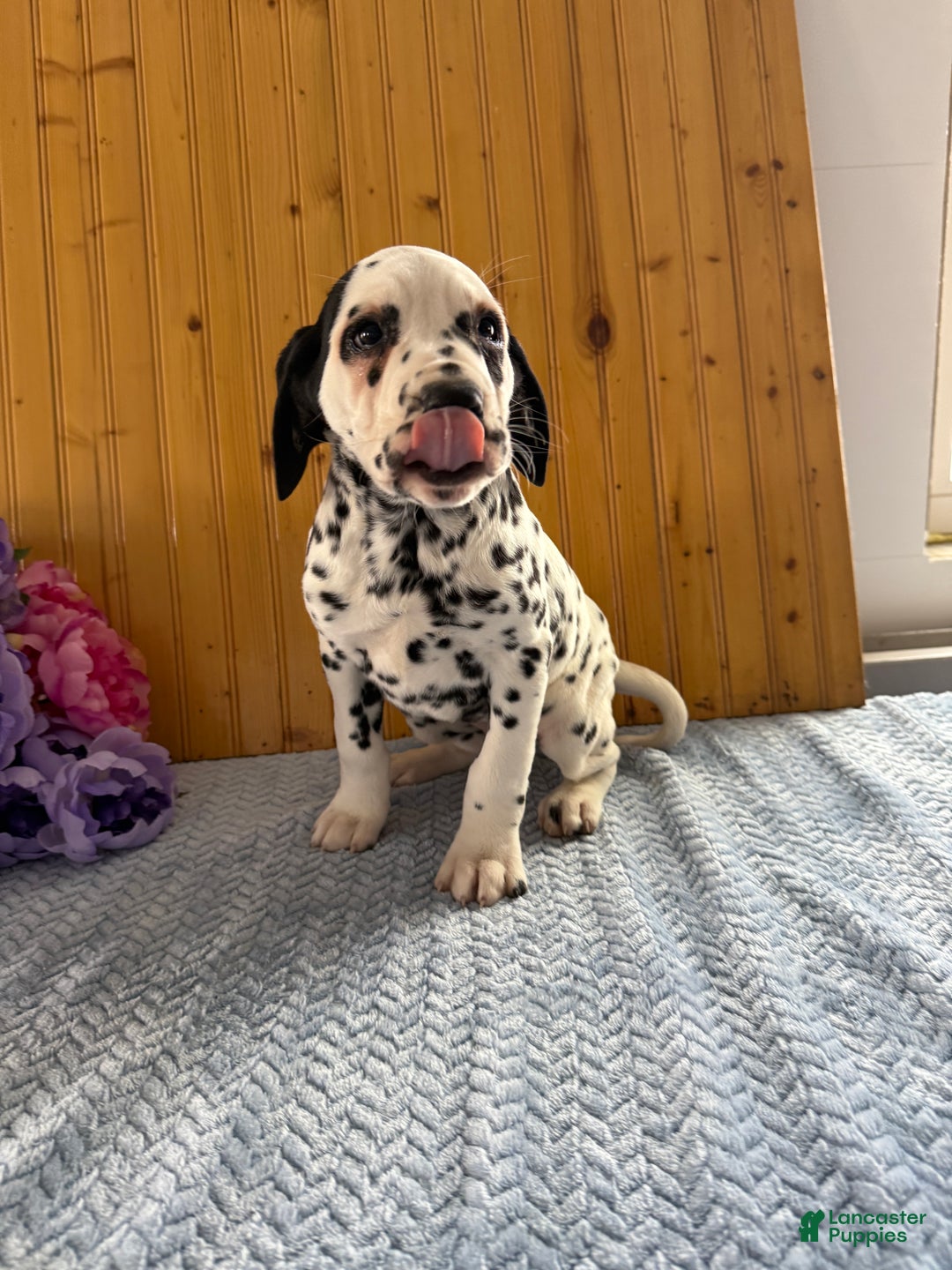 Dalmatian dogs for sale: Talia - Ad 19