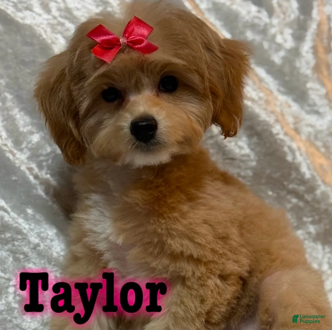 Mini Goldendoodle dogs for sale: Taylor - Ad 1