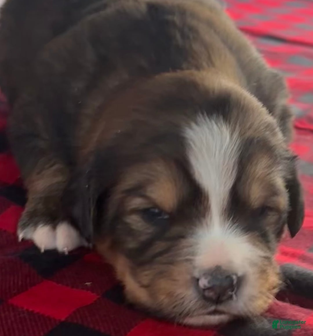 Mixed Breed dogs for sale: Tibetan Mastiff/Bernese Mountain Dog Male 2 - Ad 6
